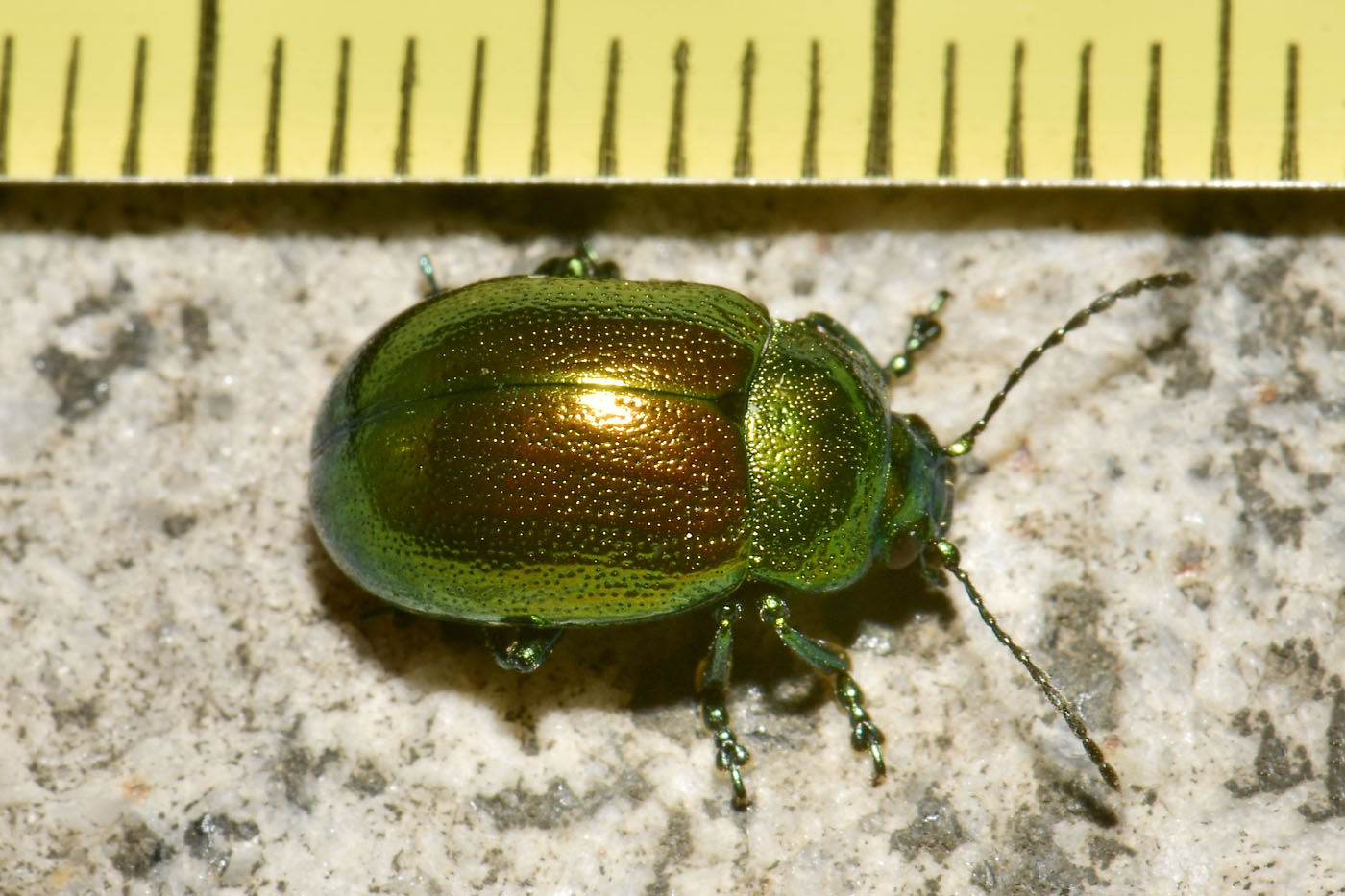 Chrysomelidae: Chrysolina herbacea? S